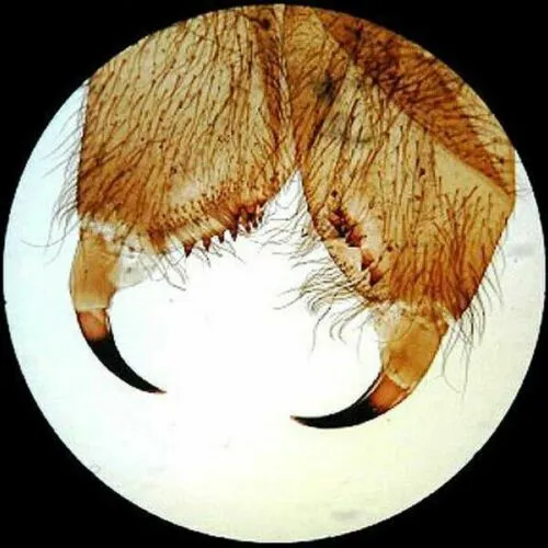 AmScope 25 Microscope Prepared Slides, 72 Pre-Cleaned Blank Plate Slides, 12 Single Depression Concave Slides and 100 Coverslips