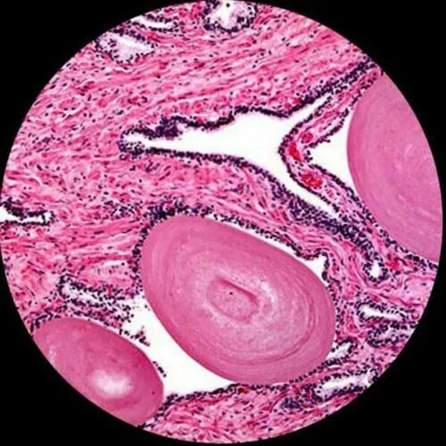 AmScope 25 Microscope Prepared Slides, 72 Pre-Cleaned Blank Plate Slides, 12 Single Depression Concave Slides and 100 Coverslips